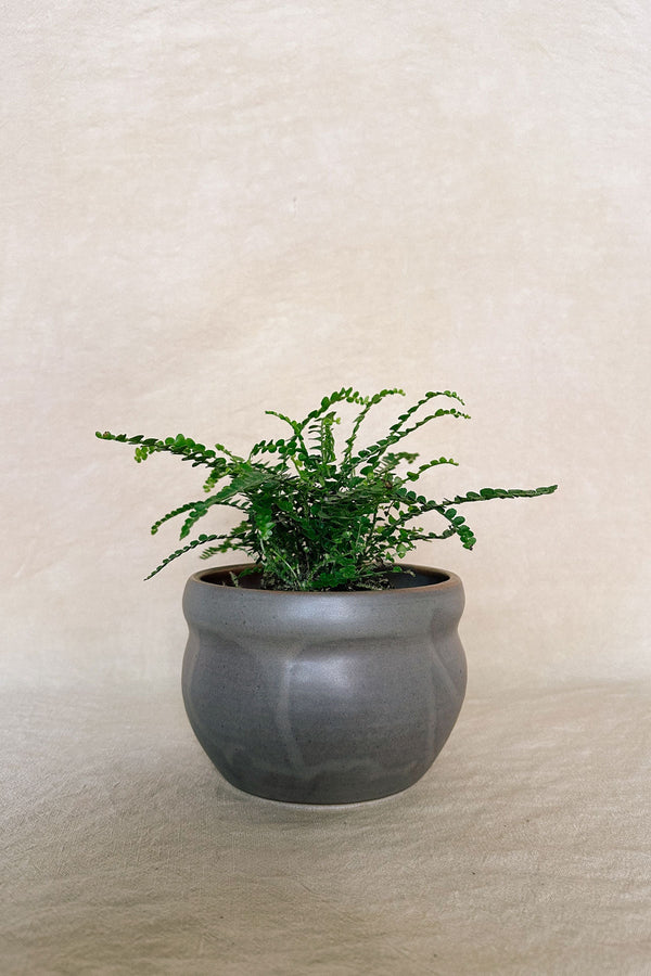 Curvy Ceramic Planter / Vessel 46